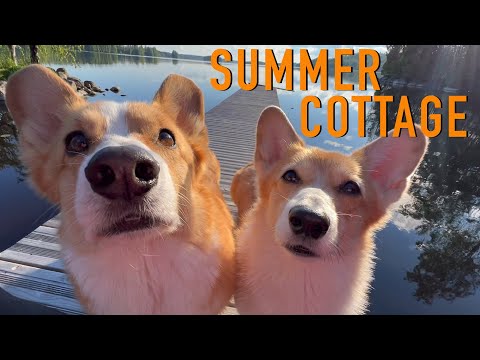 SUMMER VACATION 1/2 - Topi the Corgi