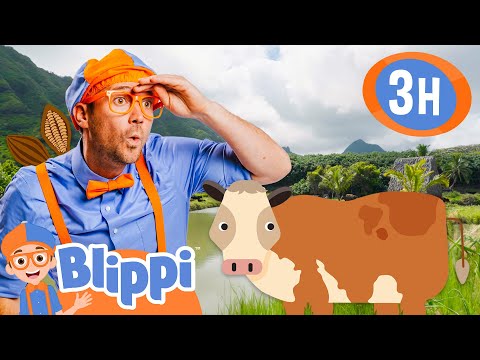 3 Hours of Educational Learning! Blippi Visits Kualoa Ranch & Explores Hawaii | Videos for Kids