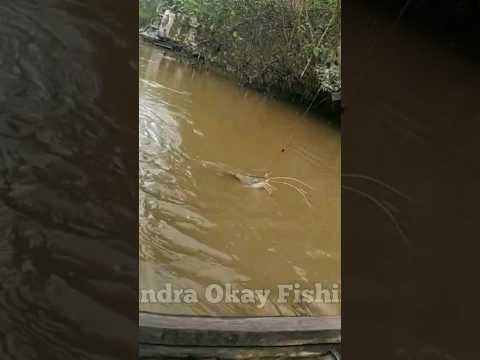 MANCING BAUNG MONSTER #ikanbaungsungai #mancingikanbaungdisungai #sungaiseruyan #predatorsungai