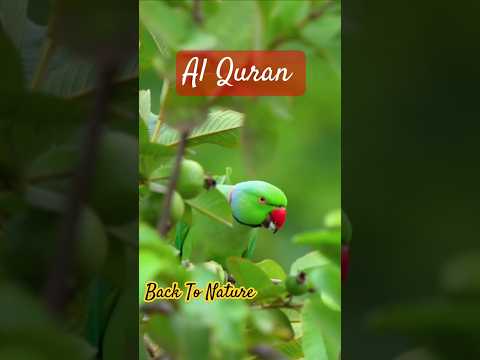 Quran translation ❤️#urdu #nature #backtonature #ytshorts