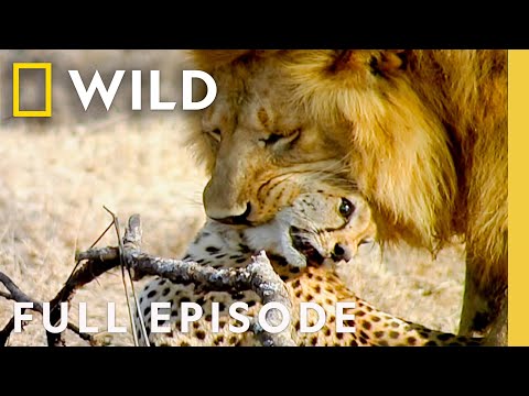 African Predators Fight to the Death (Full Episode) | Cat Wars: Lion vs. Cheetah | Nat Geo Animals