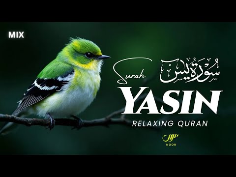 Heavenly Surah Yasin سورة يس ✦ Peaceful Tilawat For Spiritual Healing ✦ NOOR