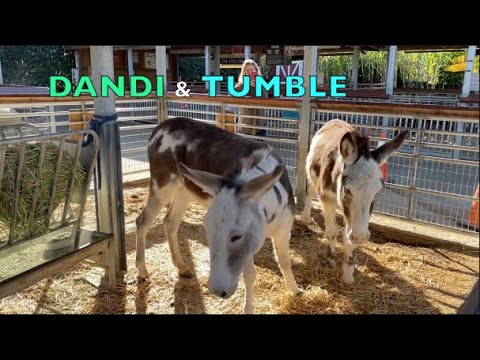 MINI DONKEYS (el burros)  |  RESCUE ANIMALS |  MINI  DONKEYS Dandi & Tumble