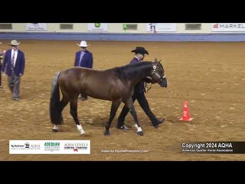 Performance Halter Stallions - 2024 AQHA World Championship Show