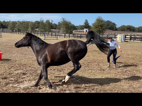 Feisty Dressage Pony likes to Take Over!