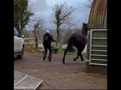 Huge horse gets claustrophobic and panics!