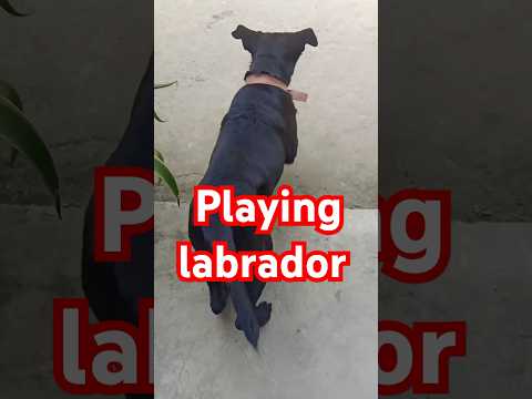 playing black labrador#short dog lover#dog#playing#labrador laika