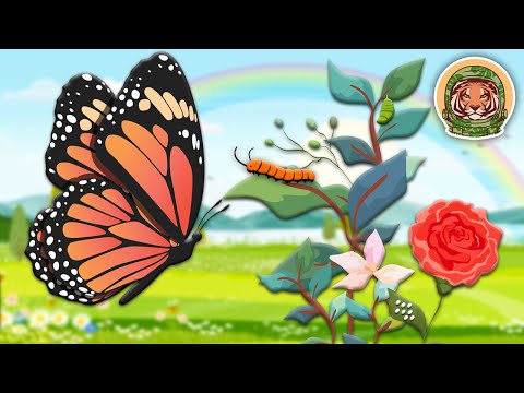 How Does A Caterpillar Become a Butterfly? | The Butterfly Metamorphosis Song | KLT WILD