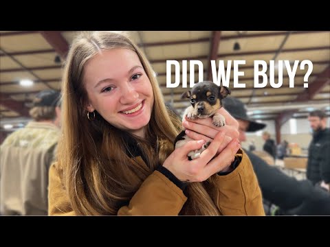 We Went to a Farm Animal Swap | What did we Find? 🐓💵