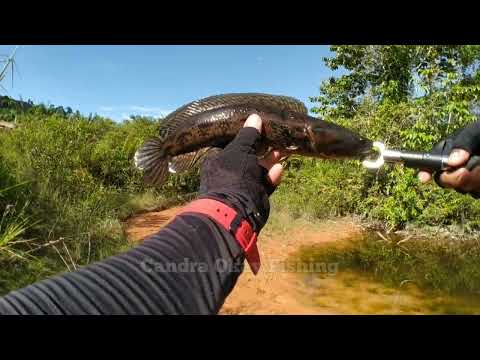 NEMU SARANG IKAN BUJUK || CASTING GABUS BUJUK DI RAWA KALIMANTAN || SHIMANO CURADO DC #031