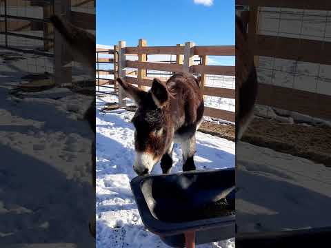 Benny The Wonder Donkey! #highlandcows #donkeys #colorado #ranching