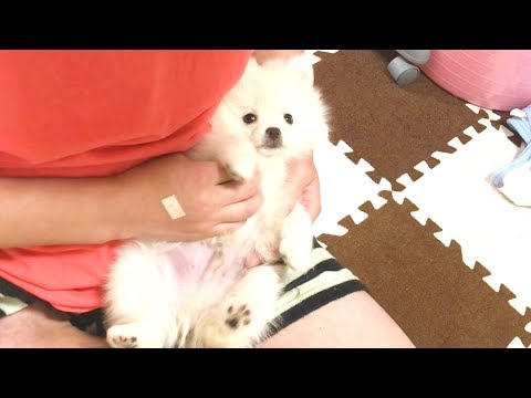 おなかなでなでが大好きでダメになっちゃう子犬【ぽこあぽこ】