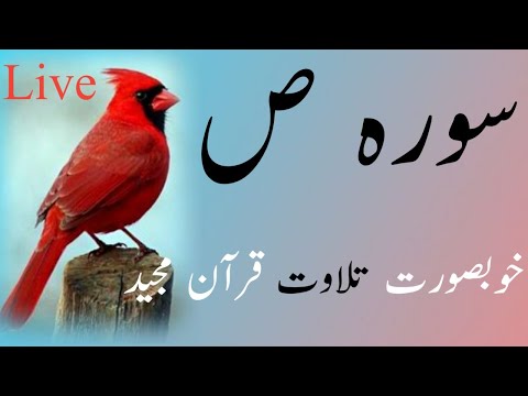 "Live Quran Recitation - surah sad | Join Us for Talawat quran  by Hafiz Tahir