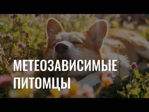 Метеозависимость у питомца: как животные реагируют на изменения погоды?