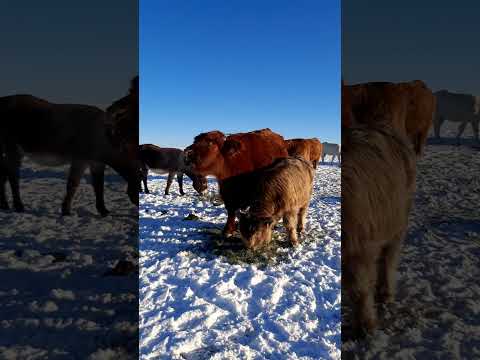 The Big and the Little Coos! #highlandcows #colorado #ranching