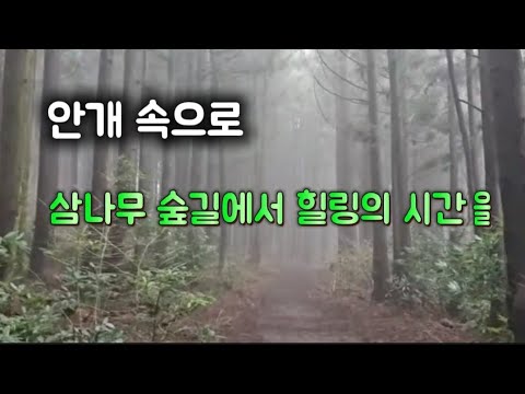 안개숲길  힐링숲길🎶삼나무숲길  걷기좋은숲길 왕이메숲길