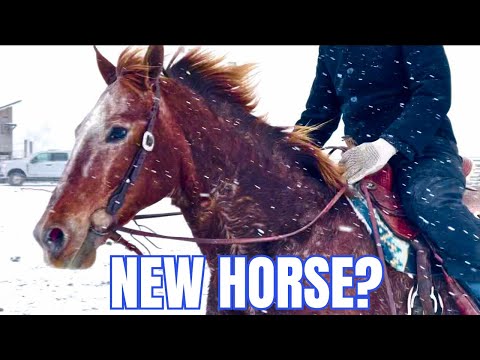 Gorgeous Appaloosa Draft Cross! The First Horse I Spotted At The Auction