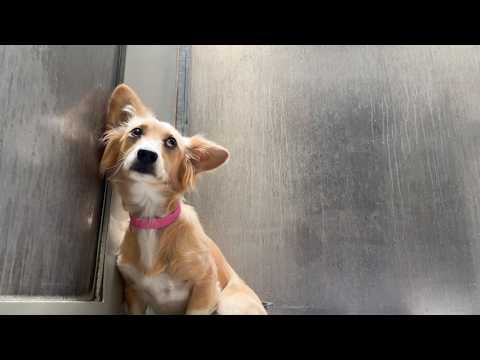 Watch How This Terrified Chihuahua Corgi Mix CLINGS to the Shelter Wall as She Tries to Disappear