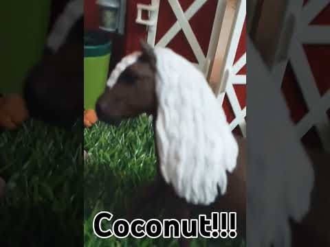 Brownie's a Coconut!! #schleich #horses