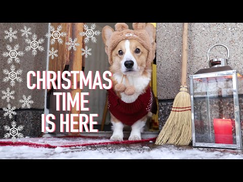 THE FIRST SNOW - Topi the Corgi