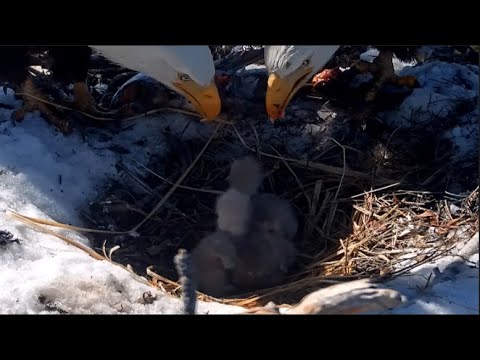 Eagle Life: Surveillance Camera -   All three baby eagles are eating