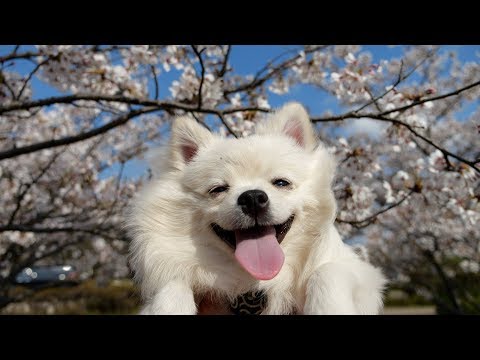 桜とポメラニアンのぽこ