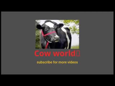 beautiful cow tiktok video