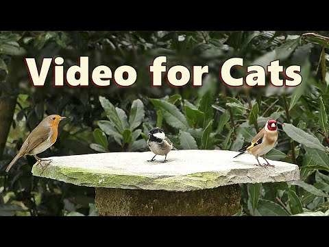 Birds for Cats to Watch Indoors ~ Videos for Cats to Watch on TV 🌸 8 HOURS 🌸