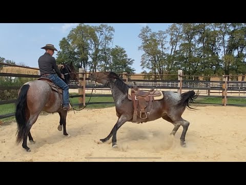 Ponying an Aggressive Horse: She Attacked Him! 😳