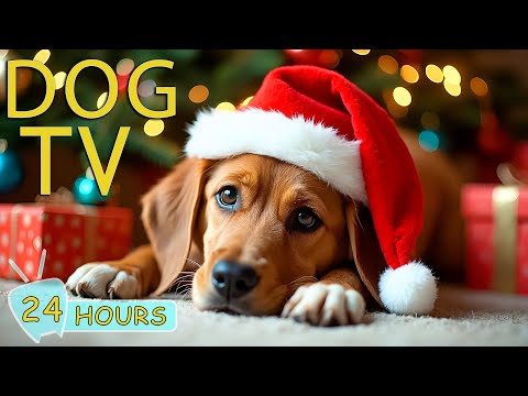 DOG TV: Best Videos for a Cozy & Peaceful Christmas for Dogs - Music Relaxing Christmas for Dogs