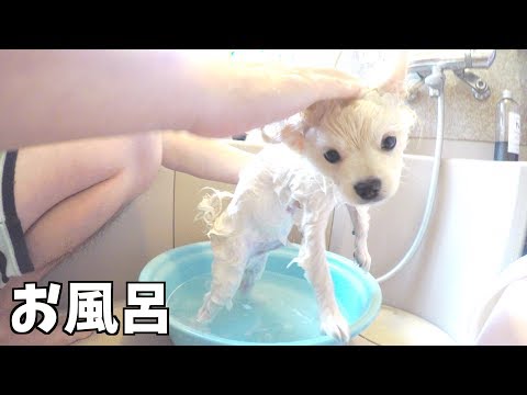 こわい？？生後４ヶ月の子犬をお風呂に入れます！ぽこあぽこ