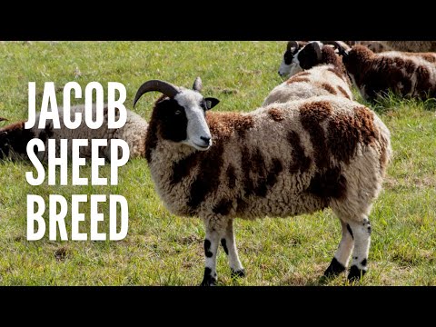 Jacob Sheep: All About This Old-World Sheep Breed