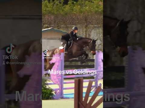 Mares VS Geldings #funny #horses #horse #gelding #equestrian