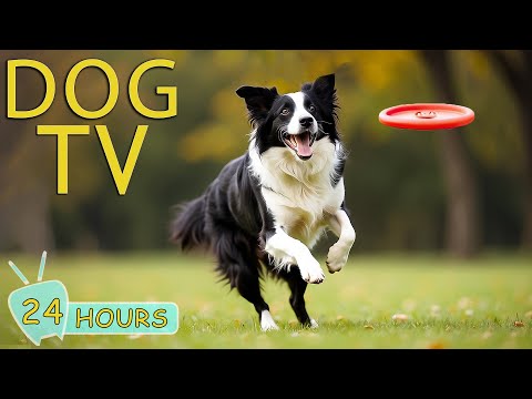 DOG TV: Ultimate Video to Calm Dogs & Prevent Boredom When Alone - Best Anti-Anxiety Music for Dogs