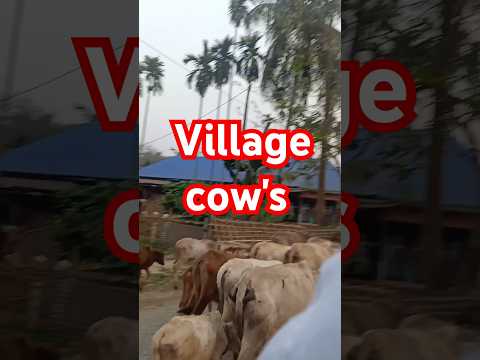 cow's in assam#cow sound#villge