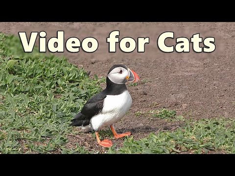 Cat TV ~ Videos of Birds for Cats to Watch and Enjoy ~ Puffin Fun