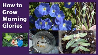 How to Grow Morning Glories