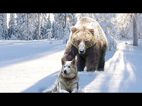 10 Самых Удивительных Нападений Медведя, Снятых На Камеру с рекламой