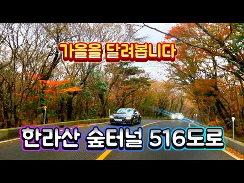 가을을 달려봅니다 516도로 한라산숲터널