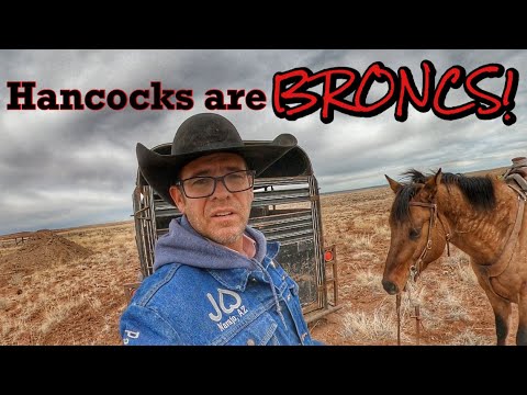 Heavy bred HANCOCK stud horse | Henson & the kids PLAY COWBOY