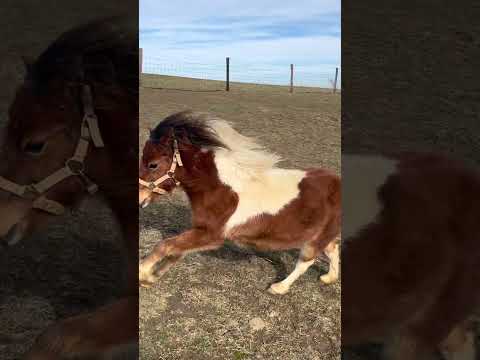 Playing with my mini! CRAZY MINI HORSE ZOOMIES!!🐴🤪