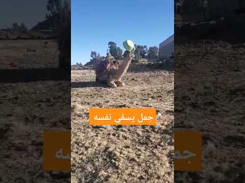 شوف هذا الجمل كيف يشرب بطريقة عجيبة جدا #shorts