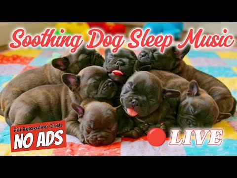 🔴 [LIVE] Perfect Puppy Calmness 🎶💖 | Gentle Melodies for Stress-Free Sleep & Relaxation