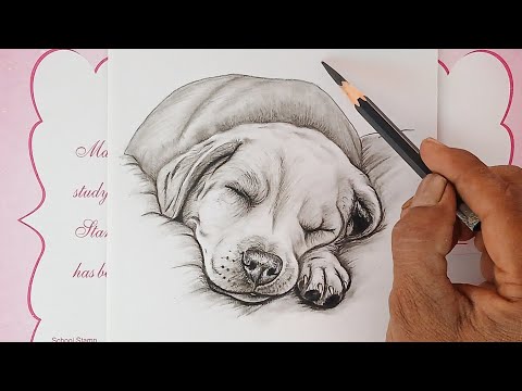 Pencil drawing of a sleeping dog.