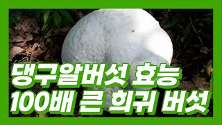 댕구알버섯 종류와 효능 및 부작용없이 요리할 때 주의점