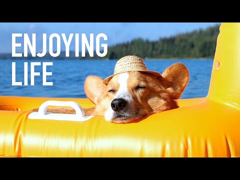 IG VID - CORGI FLOAT - Topi the Corgi