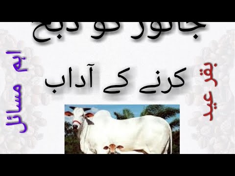 قربانی کےجانورکوذبح کرنےکےچندایسےآداب جن کوجانناہمارےلیےضروری ہے