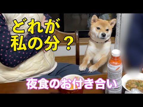 夜食のおこぼれ狙い！お兄ちゃんの塾のお迎え　柴犬小夏