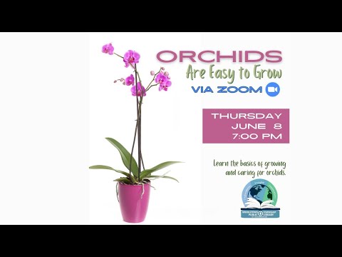 Orchids are easy to grow (and you don't need a greenhouse!)