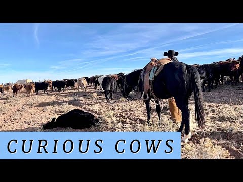 BUNCH OF WEANED CALVES | COWS GATHER FOR A SHOW #calves #cattle